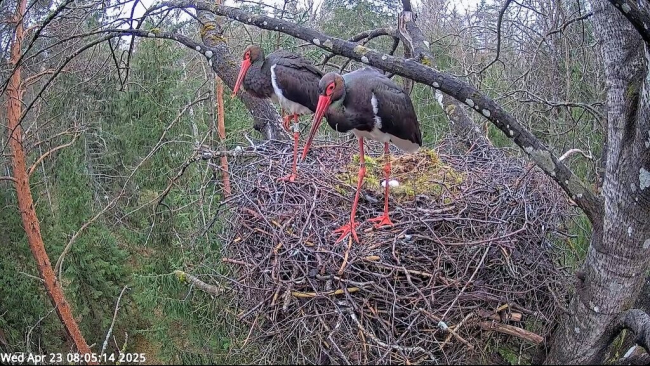 Kerli ja Kergu pesas on tänaseks kaks muna