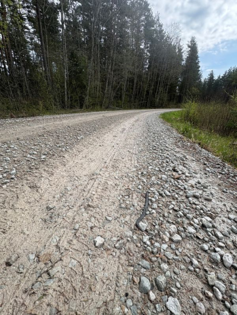 Auto rataste all hukka saanud rästik