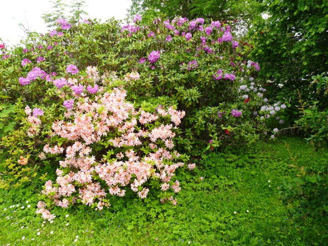 Rododendronid õitsesid