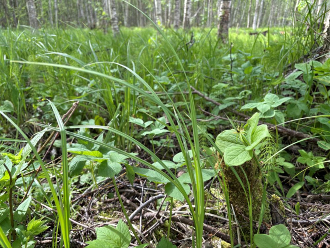 Ussilaka kasvukoht