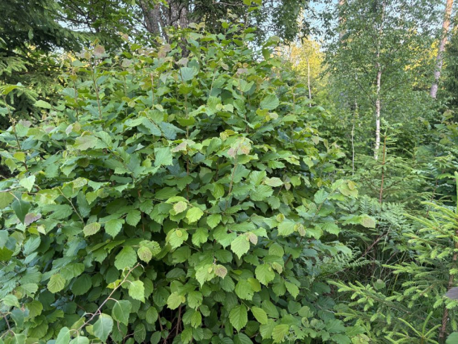 Sarapuu alusmetsas