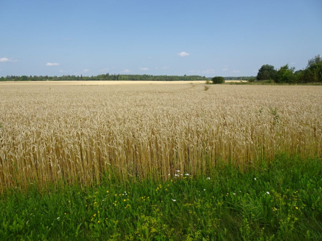 Taliteraviljapõllud on kollased 